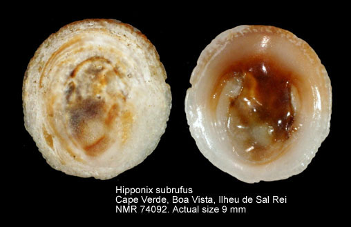 Hipponix subrufus (3).jpg - Hipponix subrufus(Lamarck,1822)